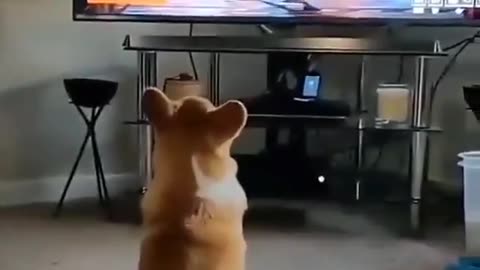 Dog scared while watching tv