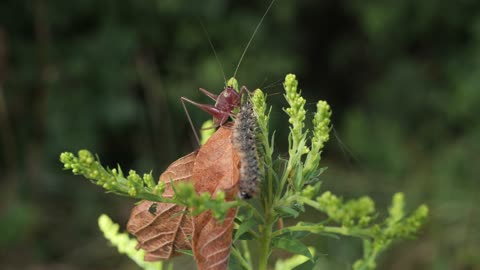 Red Grasshopper Feast