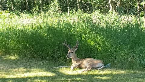 Deer chilling