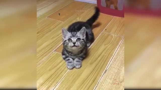 Rambal funny videoCATS vs DOGS! Love an