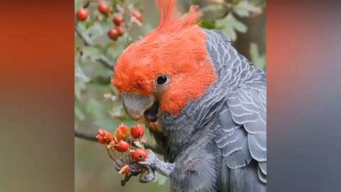 Funny parrots compilation doing funny things