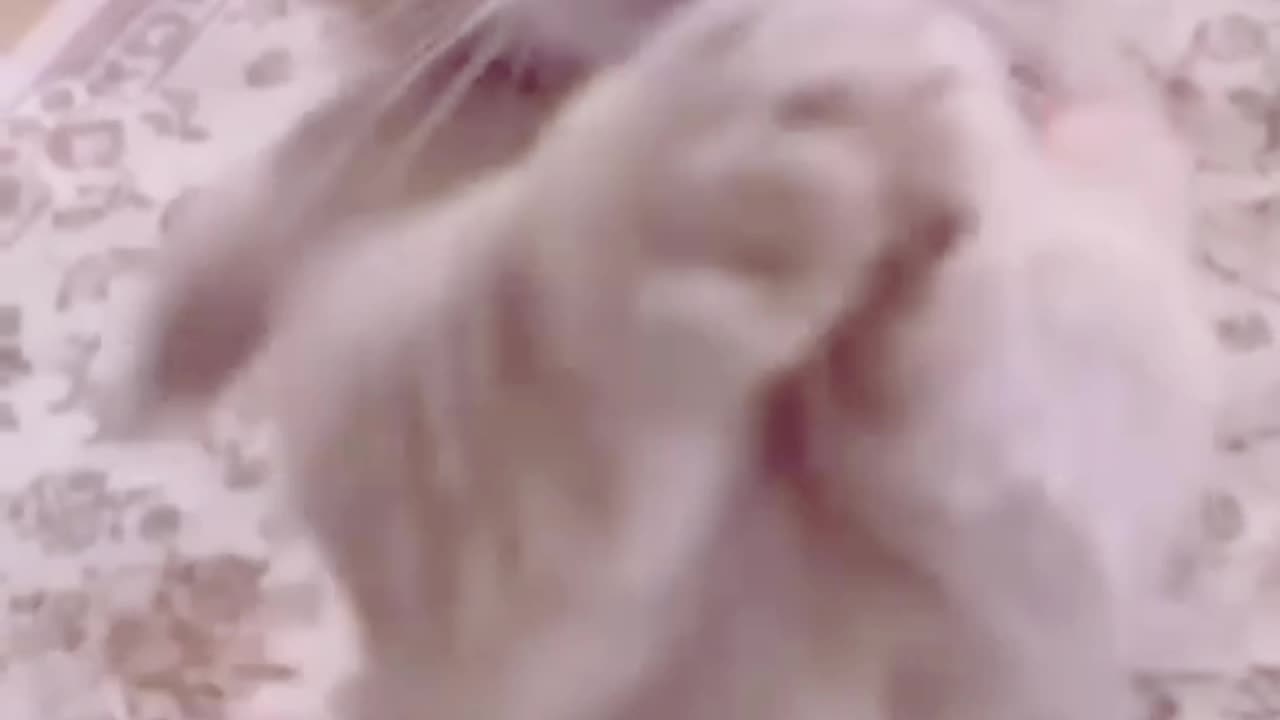 Lovely cat video enjoyed...........