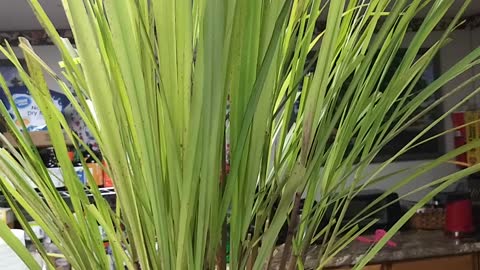 THE RESCUE PLANTS,