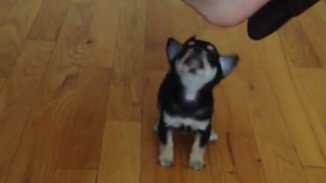 Puppy barks at legs