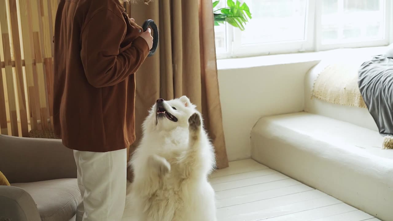 A white big dog is playing with a woman