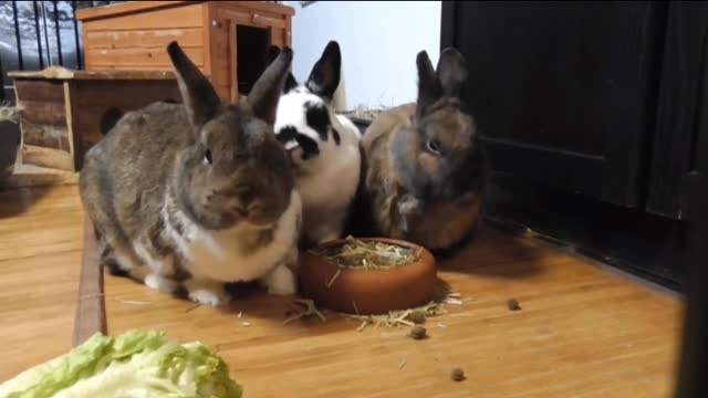 Cute Rabbits Are Eating