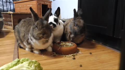 Cute Rabbits Are Eating