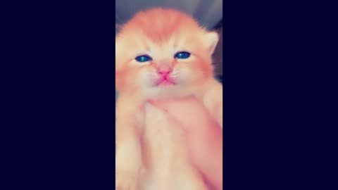 So Cute Cat With Song Beautiful Cat 😺