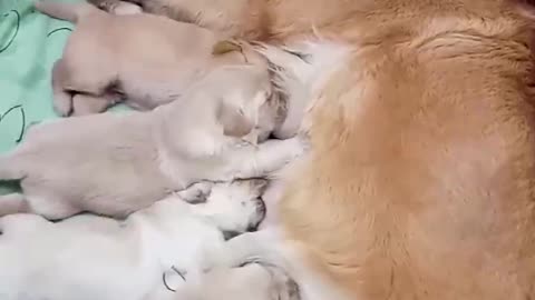 Cute Dogs And Cats That Will Make You Laugh