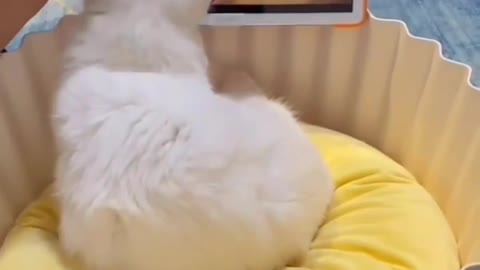 Cat watch TV funny videos