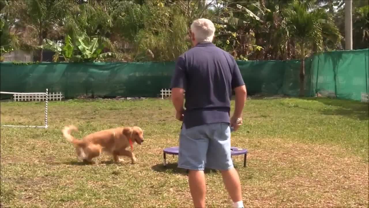 ONLINE Dog Training! Step by Step !!!! Easy and Fast!