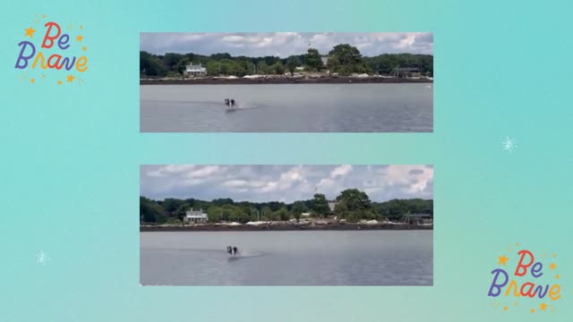 Brave puppy is crossing the river