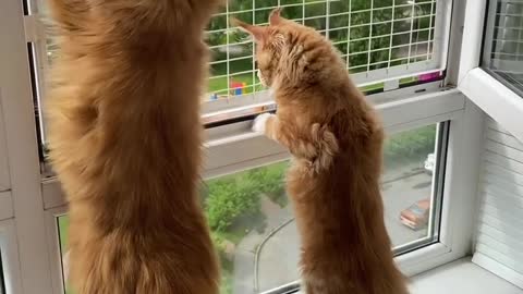 We love Bird viewing 🦅 🐱 😅 Love cats? Like & Share