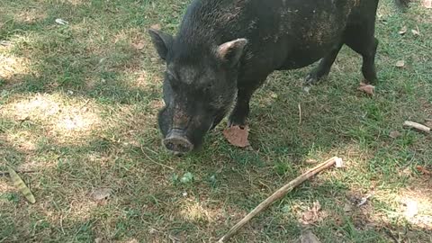 What will this wild pig do