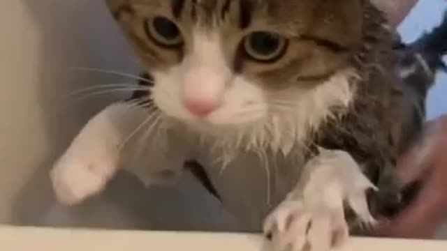 Adorable baby cat loves bathing.| part 14 |