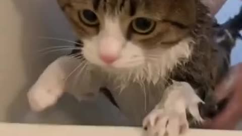 Adorable baby cat loves bathing.| part 14 |