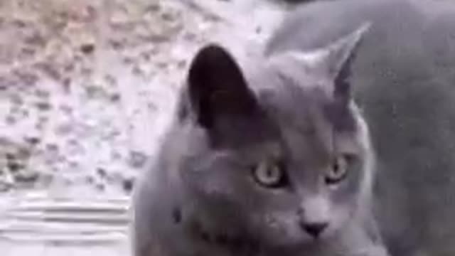 A water cat. Funny cute video cat.