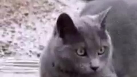 A water cat. Funny cute video cat.