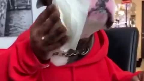 Funny dog pets and their food