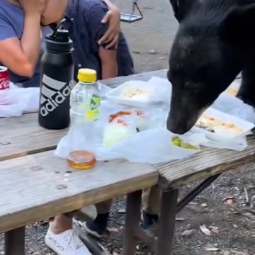 Mother Shields Child Against Hungry Bear at Picnic!.mp4