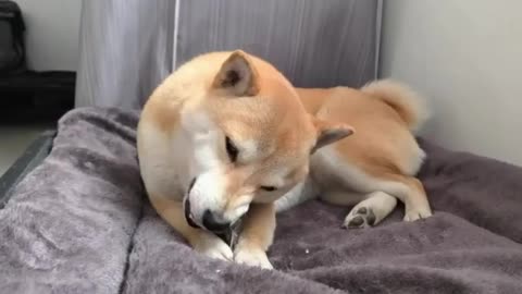 Amazing Dog