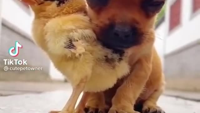 Ultimate Baby Dogs - Cute and Funny Dog Videos Compilation #Shorts