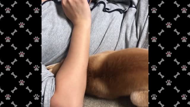 Funny and Cute Shiba Inu Videos #2 Cute Dog Videos