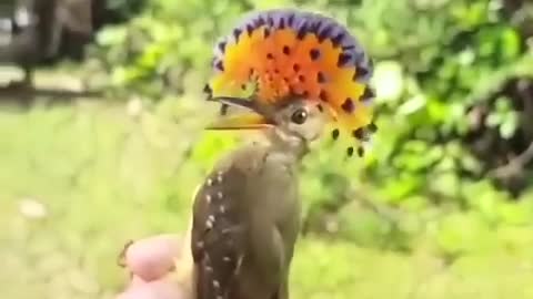 An unusual bird that lives in South America.