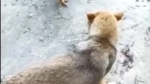 Dog vs chiken fight - what a funny fight