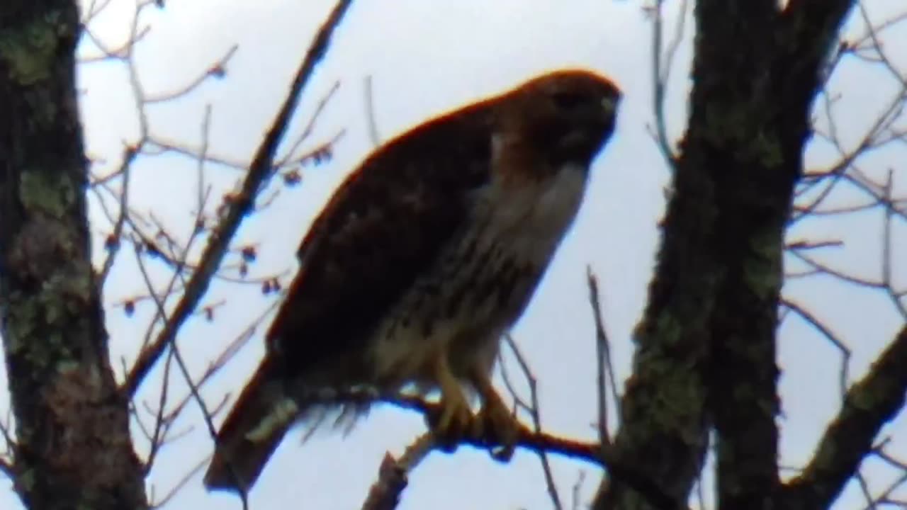 Red-tailed hawk