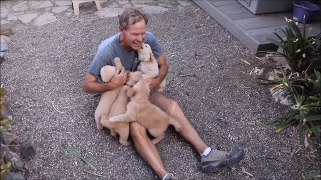 Man Gets Attack By Dozens Of Golden Retriever!