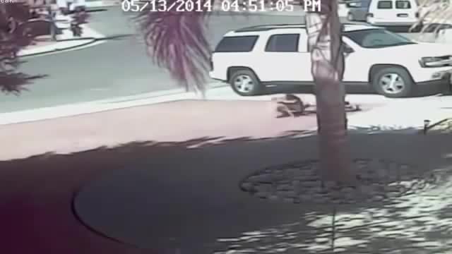 Cat saves 4 year old from dog attack