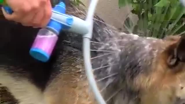 Dog Expairment wash