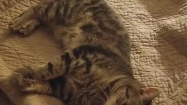 Amanda Grace Talks...About her rescue Bruce(Buddy Bruce)