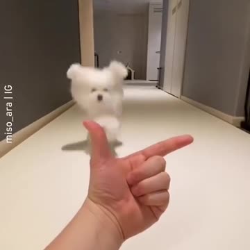 Cute dog compilation funny dog cute puppy