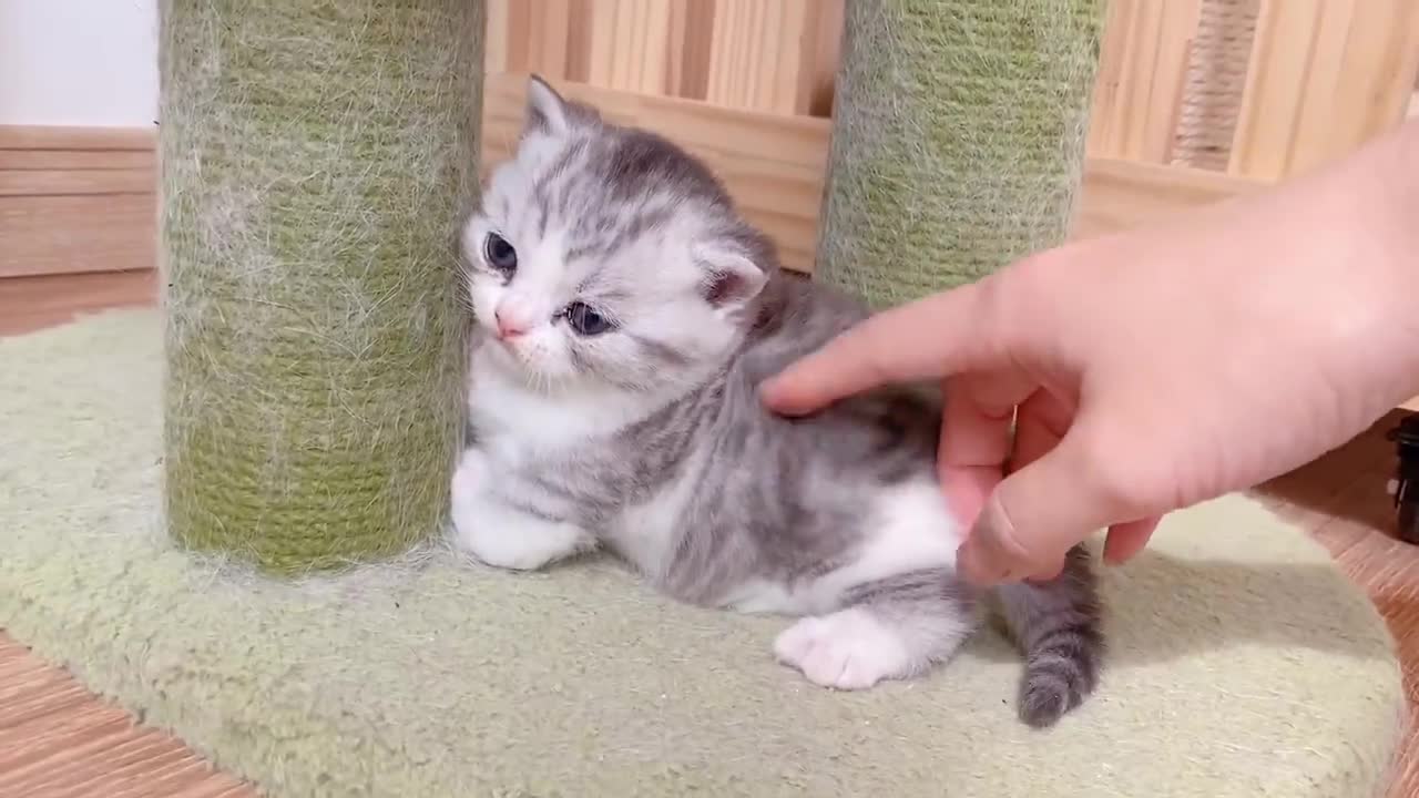 Little baby try to walk