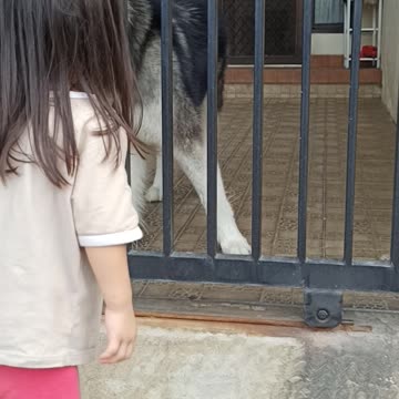 Malamute Behind Bars part 2