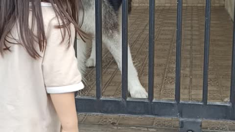 Malamute Behind Bars part 2