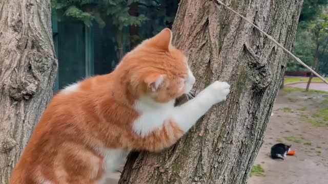 cat-playing-on-a-tree-trunk