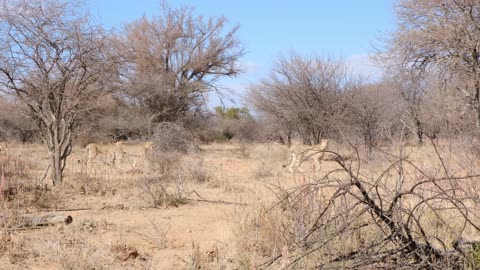 Video Of Wild Animals