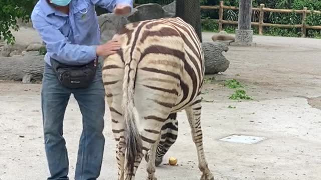 A zebra