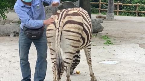 A zebra