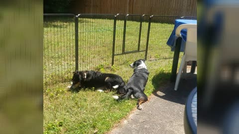 Best Easy Dog Fence 15 min install