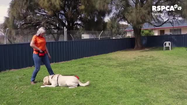 Free Dog training series lesson 1.how to teach your dog to sit and drop