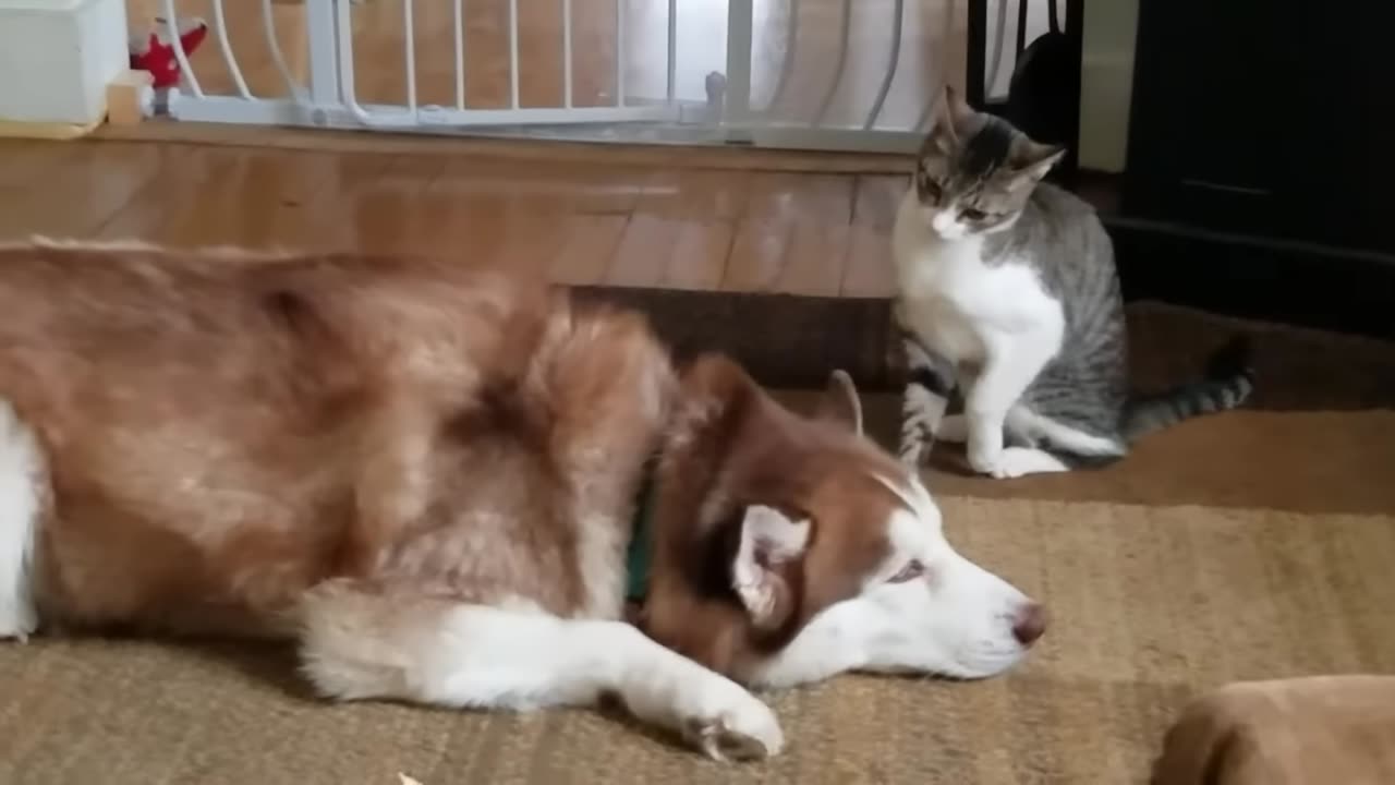 Bullying occurs to Husky.