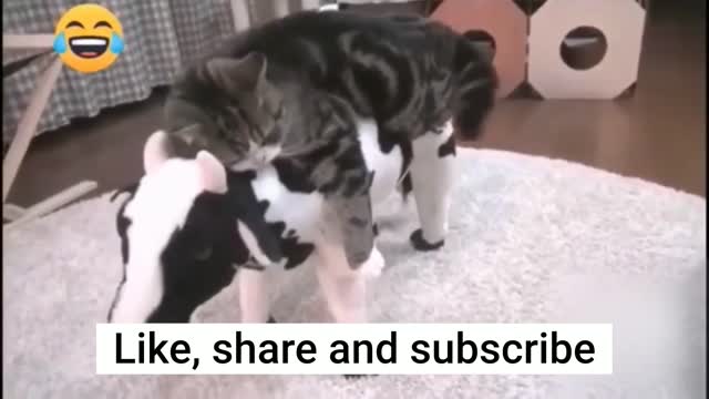 Funny Cats