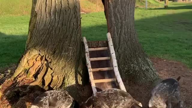 Tree House or do the dogs have something 'treed'