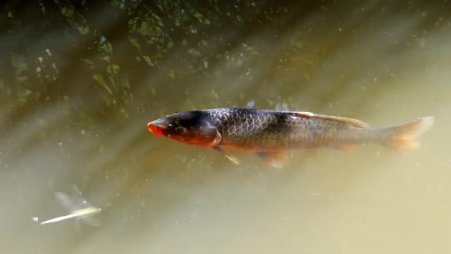 Colorful fish-sea ​​World