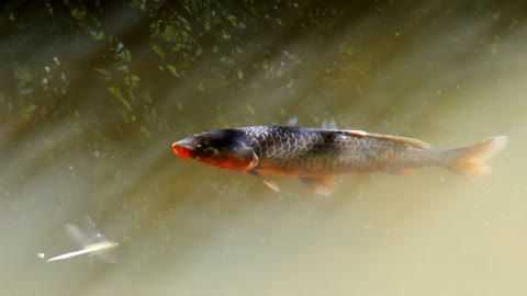 Colorful fish-sea ​​World