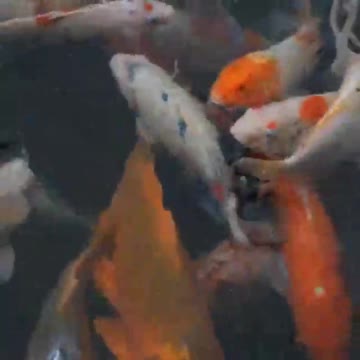 Beautiful fishes video